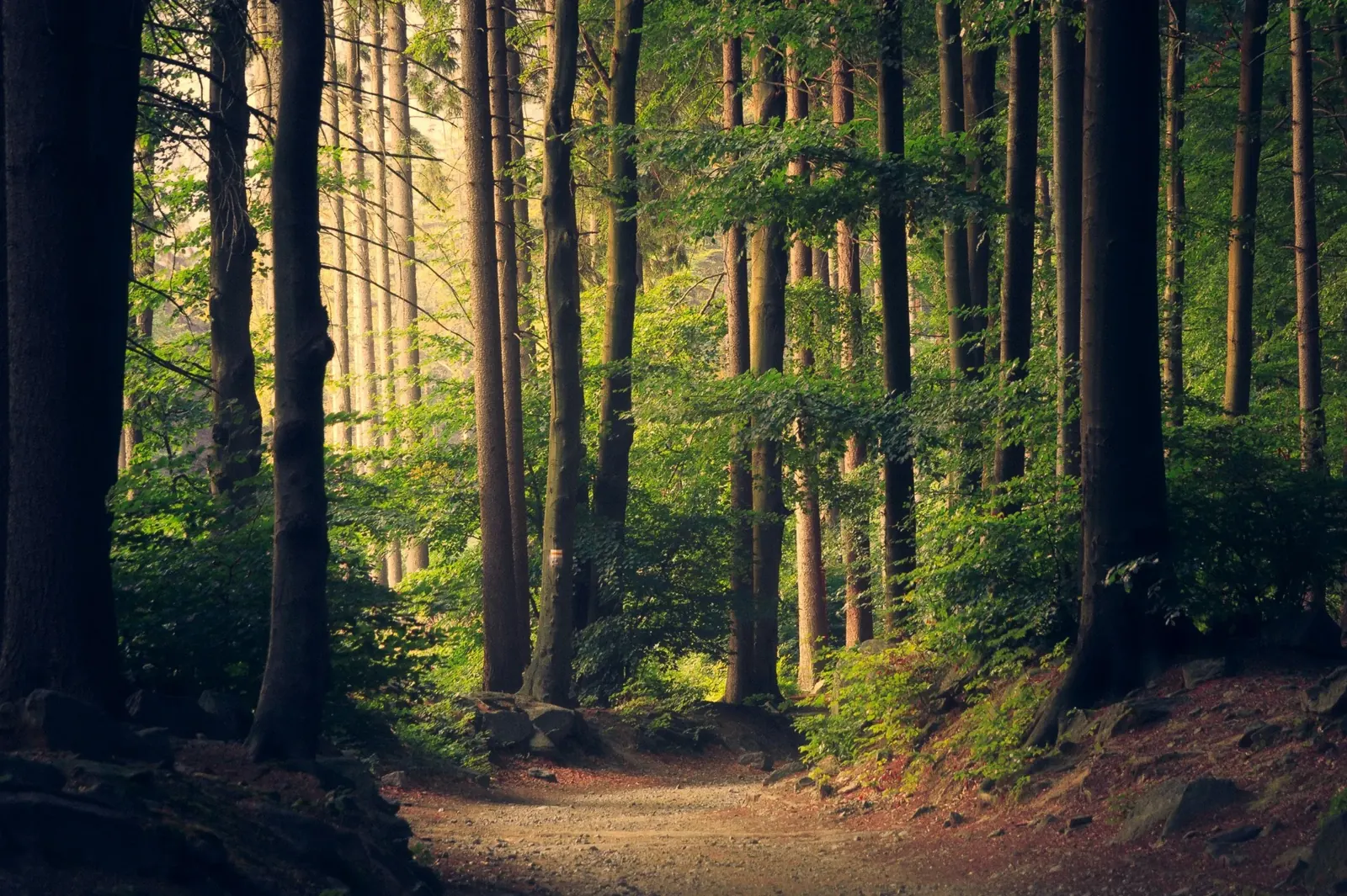 Forêt alpine suisse